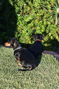 Black dog lying on grass