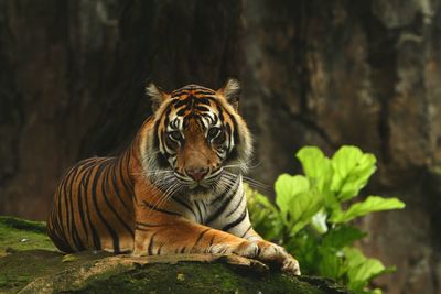 Cat relaxing in a zoo