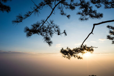 Low angle view of silhouette tree against sky during sunset