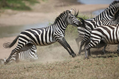 Zebra standing on field