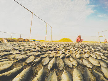 Full length of woman drying fish on field