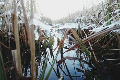 Close-up of frozen plants during winter