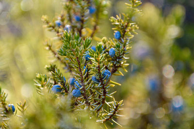 Close-up of purple flowering plant