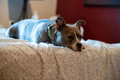 Portrait of dog resting on sofa at home