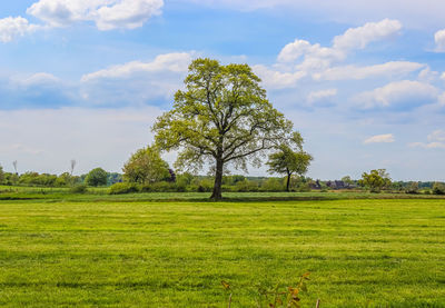 Trees on field against sky