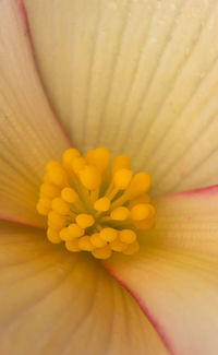 Close-up of yellow flower