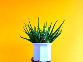 Close-up of potted plant against yellow wall
