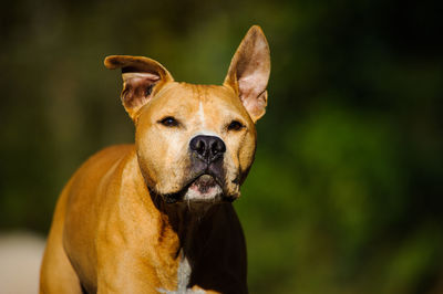 Close-up portrait of brown dog