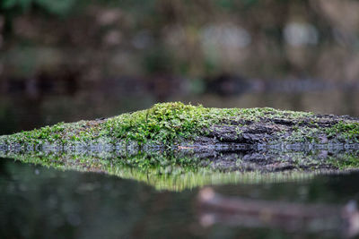 Moss covered fallen tree in lake