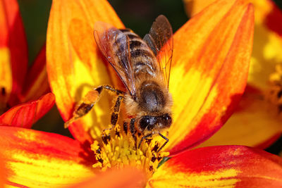 Close-up of bee pollinating on flower