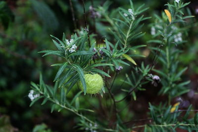 Close-up of green leaves