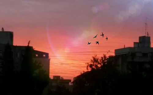 Silhouette birds flying over city against sky during sunset