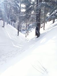 Trees on snow covered landscape