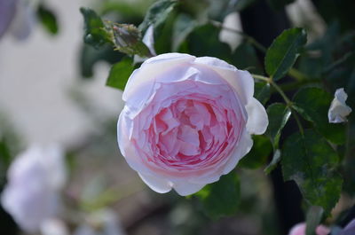 Close-up of white rose
