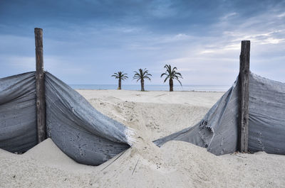 Palm trees on beach against sky