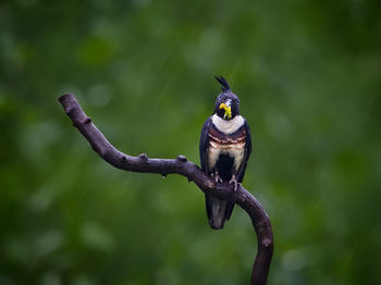 Close-up of black baza bird carrying worm in beak during rain