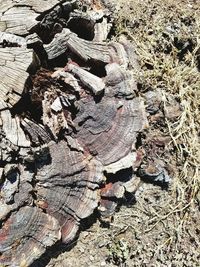 Close-up of logs on tree stump