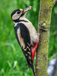 Close-up of bird perching on tree trunk