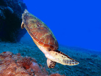 Close-up of swimming in sea