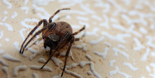 Close-up of spider