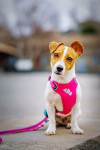 Portrait of tsunami the jack russell terrier dog sitting on a stone wall with pink harness and leash