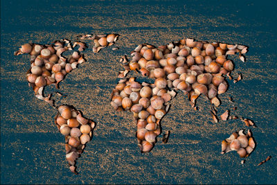 High angle view of shells on floor