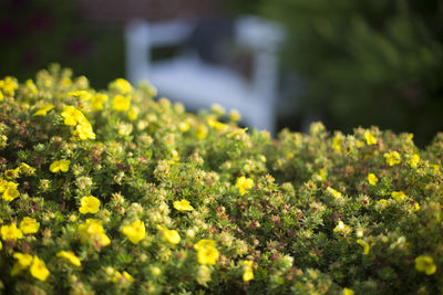 Close-up of yellow flowers