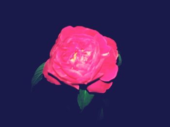 Close-up of pink rose against black background