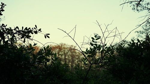 Low angle view of plants against clear sky