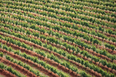 Vineyards in stellenbosch, the town near cape town famous for the production of wine