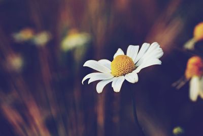 Close-up of white flower blooming outdoors