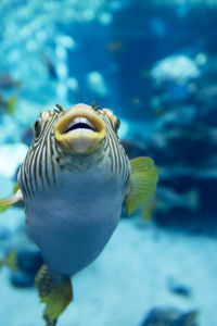 Close-up of fish swimming in aquarium