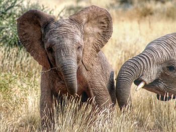 Close-up of elephant on field