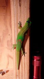 Lizard on green leaf