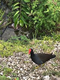 High angle view of a bird on ground