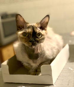 Portrait of cat sitting on table at home