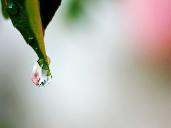 Close-up of raindrops on plant