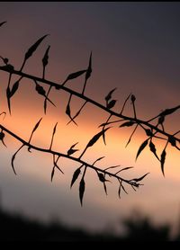 Silhouette of branch against sky at sunset