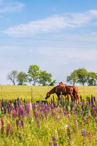 Flowering lupin flowers and horses on a meadow