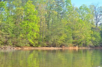 Scenic view of lake by trees against sky