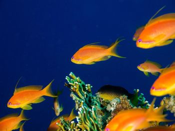 Fish swimming in sea