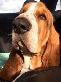 Close-up of dog looking away.