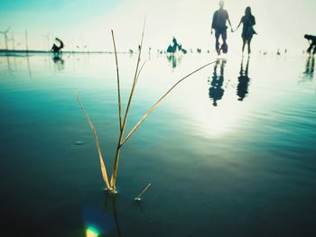 Reflection of trees in water