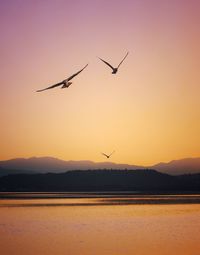 Silhouette birds flying over lake against sky during sunset