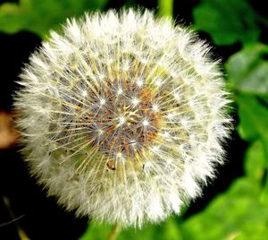 Close-up of dandelion