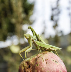 Close-up of insects mating on fruit