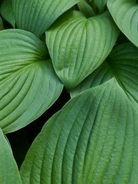 Full frame shot of green leaves