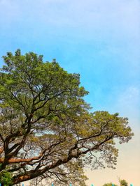 Low angle view of tree against blue sky