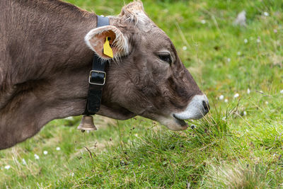 Head close up of alpine cow eating grass in a field of wildflowers in the scenic mountains in alps