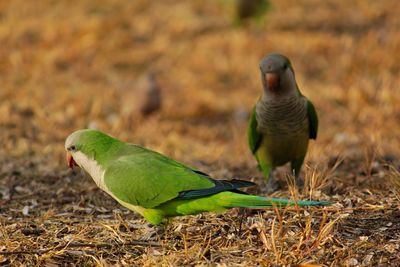 Bird perching on a field